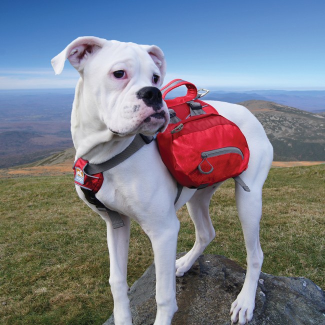 Baxter dog backpack review