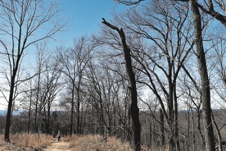 Salt Lick Point