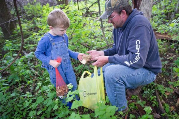 Hunting wild morel mushrooms