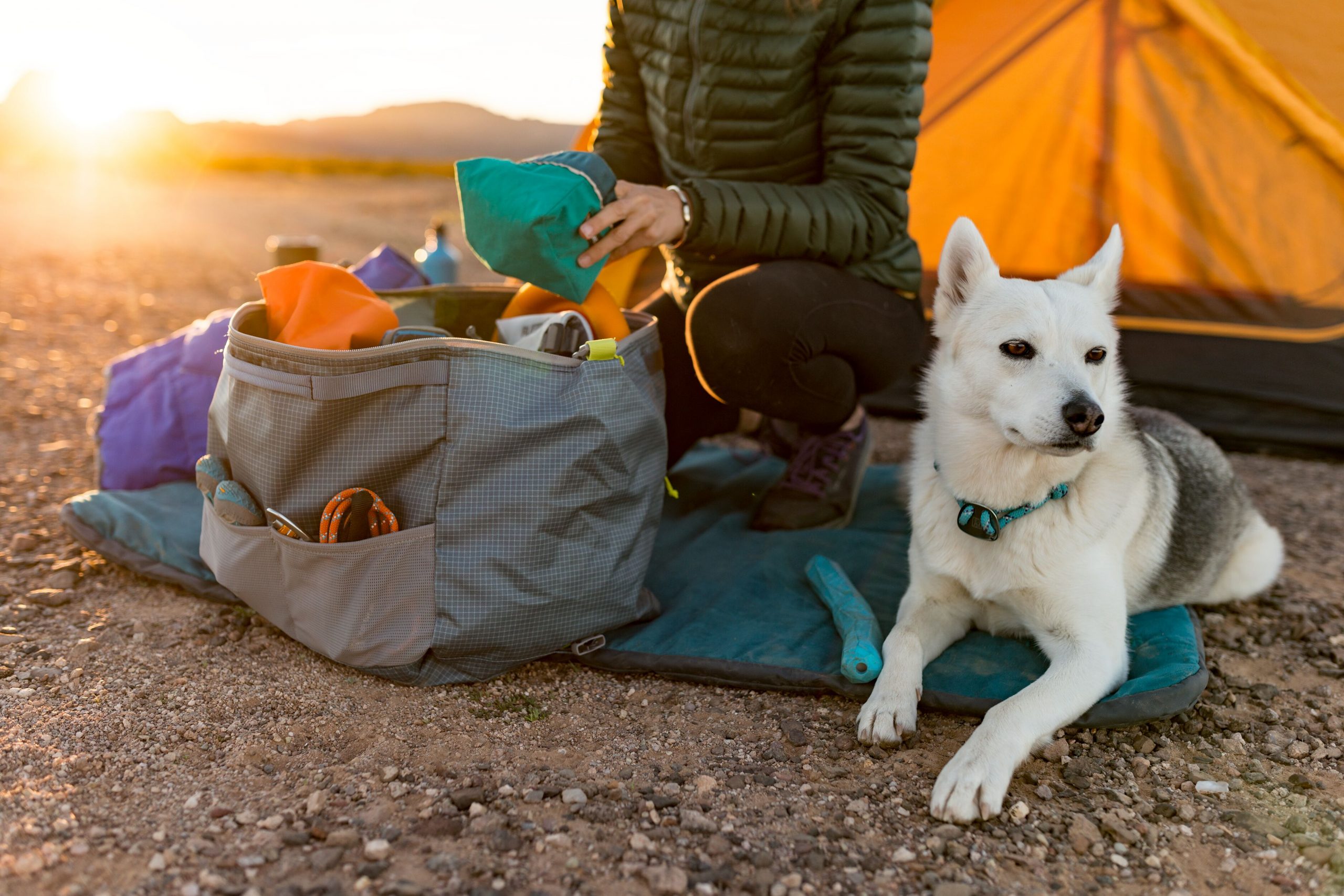 Canine Capers What You Need to Know About Camping with Your Dog