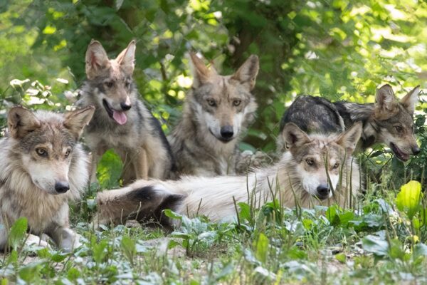 Endangered Wolf Center