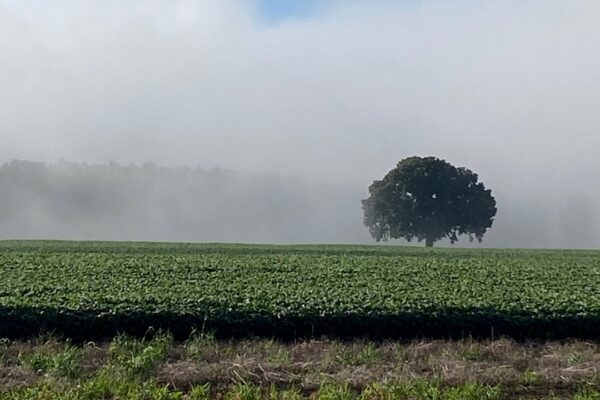 Bur Oak Katy Trail