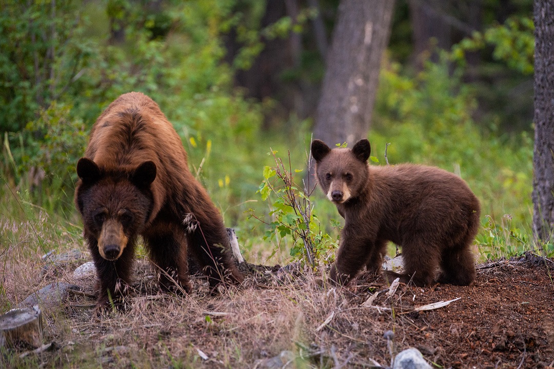 Missouri Black Bears