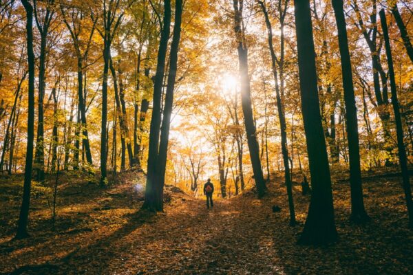 Lost in the woods