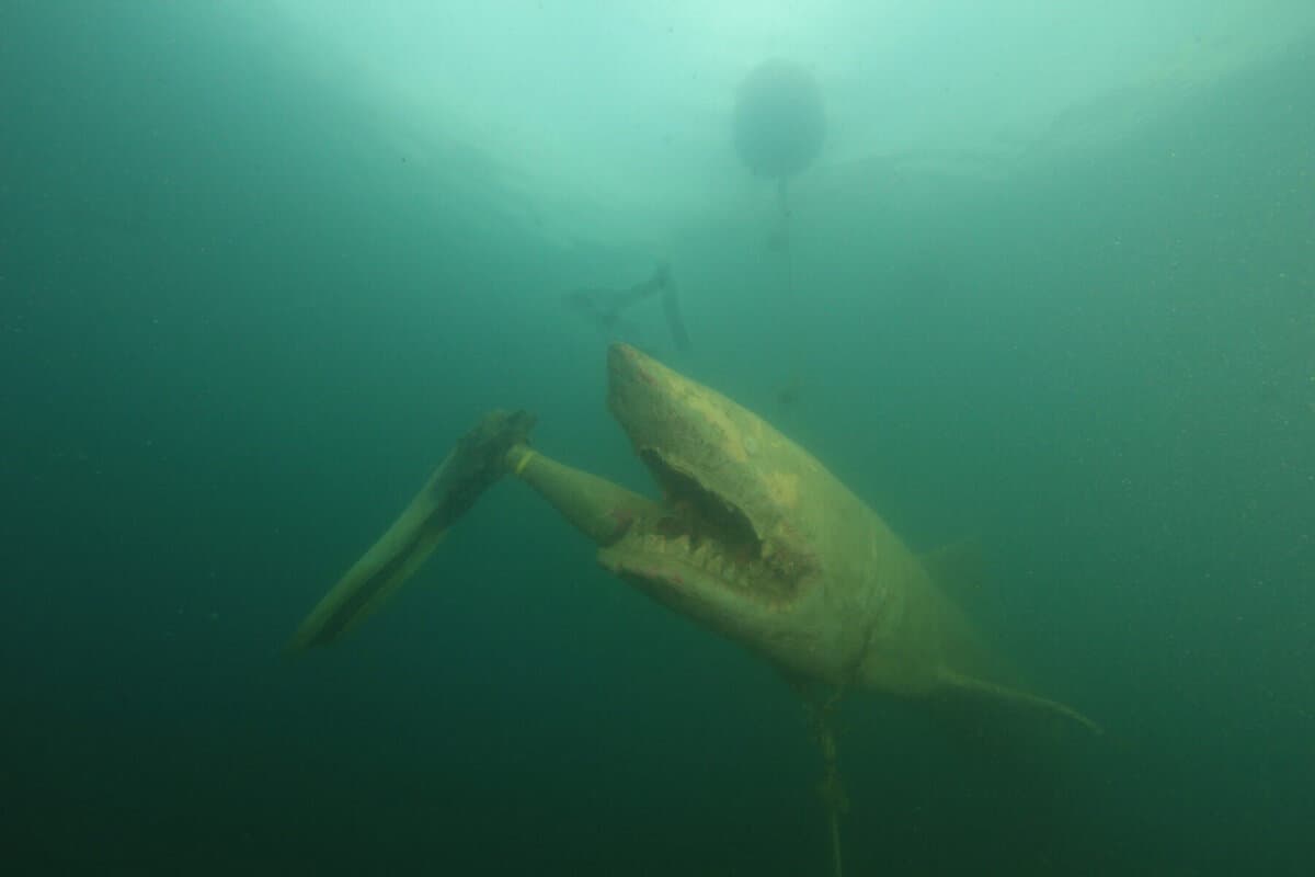 "Bruce" the shark at Mermet Springs. (Y-kiki Divers)