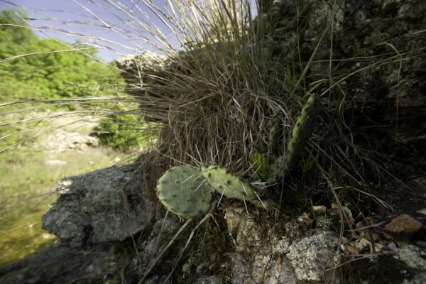 Pricky Pear Cactus