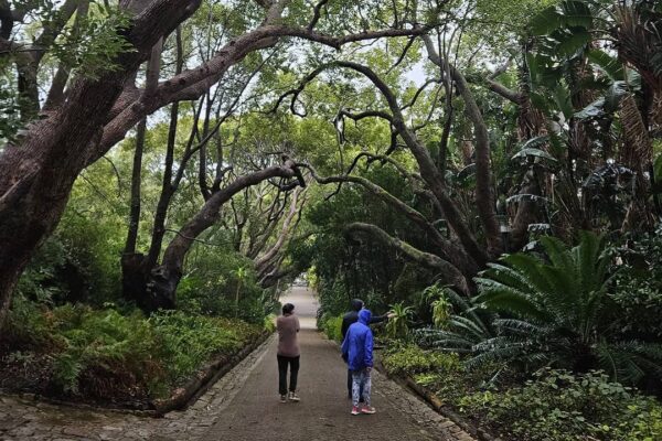 Forest bathing