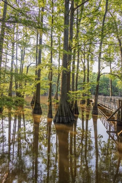 Allred Lake Natural Area