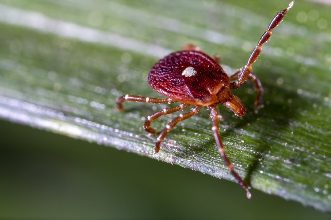 Lone star tick flagging down a ride.